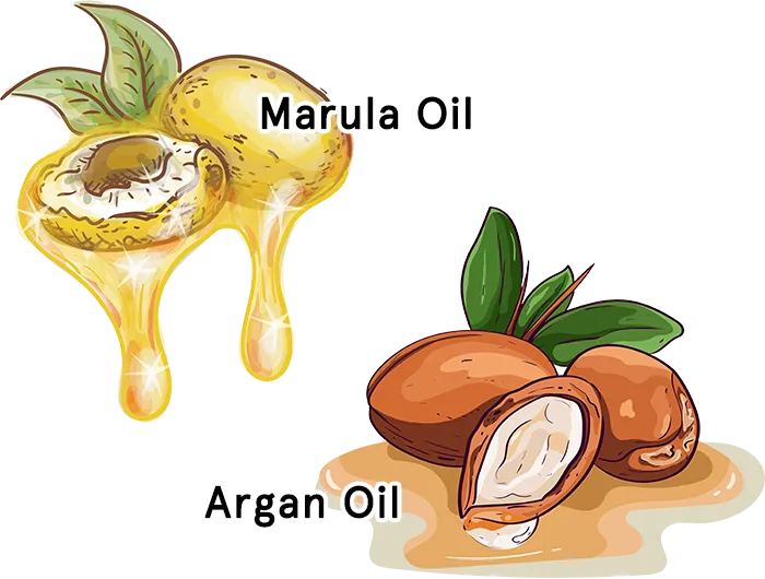 Illustration (Marula Oil | Argan Oil)